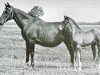 Pferd Diastolchen (Holsteiner, 1945, von Loretto)