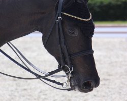 horse Ida 2 (Austrian Warmblood, 2003, from Sandro Song)