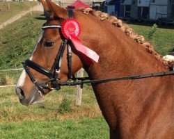 broodmare Reitland`s Feeiza (German Riding Pony, 2011, from Jonker's Socrates)