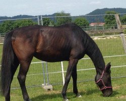 broodmare Wanja (Hanoverian, 2006, from Wolkenstein II)