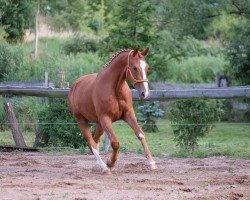 broodmare Wannabe (Oldenburg, 2013, from De Niro)