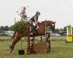 Dressurpferd Holsteins Summer Girl (Deutsches Reitpony, 2007, von Fs Disagio)