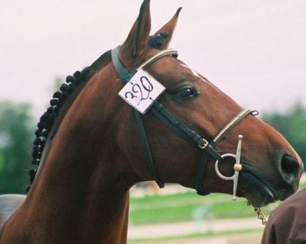 stallion Najisco D'Haryns (French Pony, 2001, from Linaro)