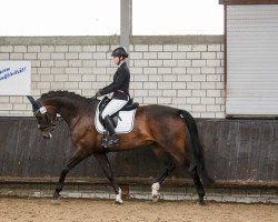 dressage horse Sternenfänger 4 (Westphalian, 2009, from Sir Donnerhall I)