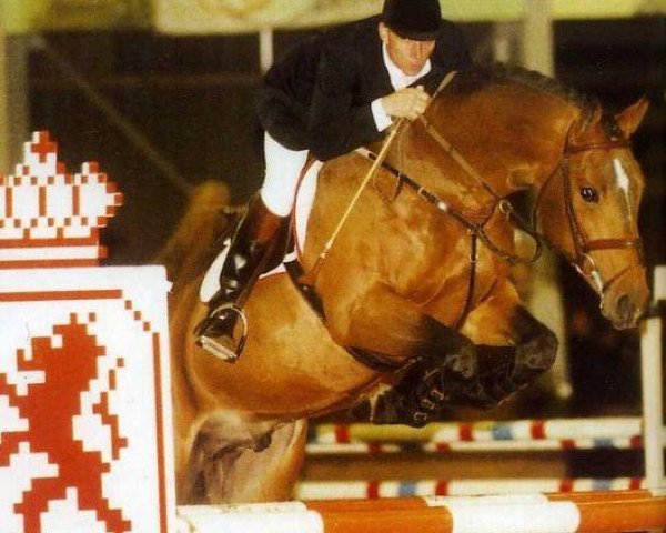 Pferd Marlon (Koninklijk Warmbloed Paardenstamboek Nederland (KWPN), 1994, von Zeus)