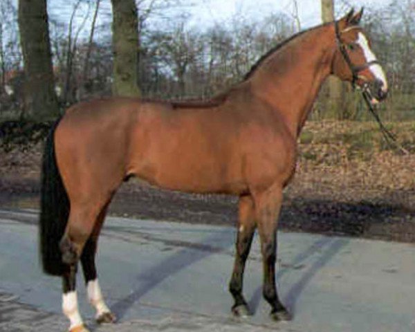 stallion Lando (Danish Warmblood, 1988, from Lancier)