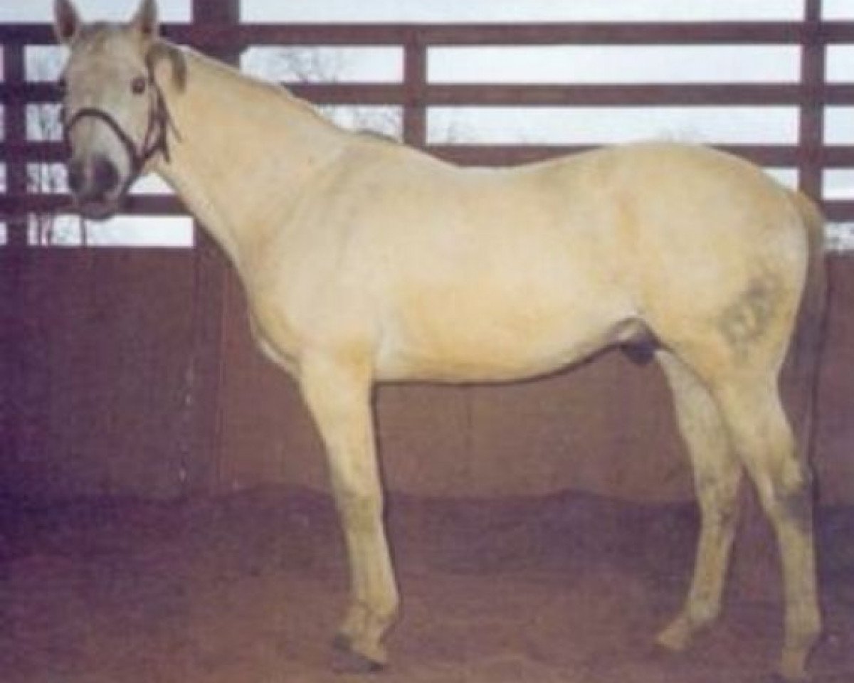 stallion Masquerader xx (Thoroughbred, 1978, from Dancer's Image xx)