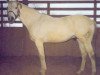 stallion Masquerader xx (Thoroughbred, 1978, from Dancer's Image xx)