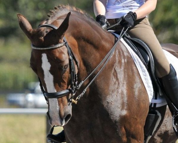 horse Ruben (KWPN (Royal Dutch Sporthorse), 1998, from Democraat)