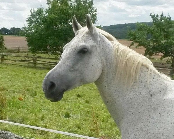 Zuchtstute Amarena (Hessisches Warmblut, 1992, von Argentano)