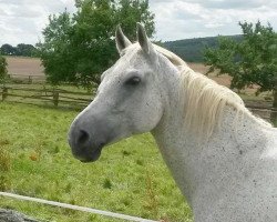 broodmare Amarena (Hessian Warmblood, 1992, from Argentano)