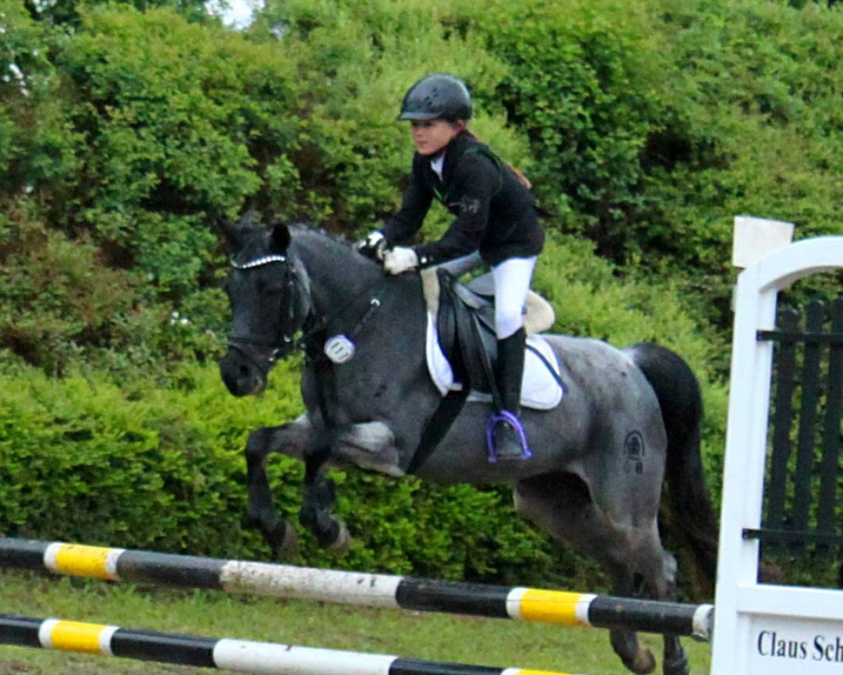 broodmare Delphina (German Riding Pony, 2004, from Dressboy)