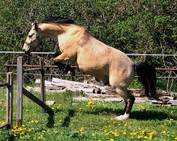 dressage horse Grandy (unknown, 1995)