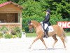 dressage horse Westerhuis Jorik (Nederlands Welsh Ridepony, 2002, from Coelenhage's Purioso)