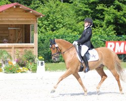 dressage horse Westerhuis Jorik (Nederlands Welsh Ridepony, 2002, from Coelenhage's Purioso)