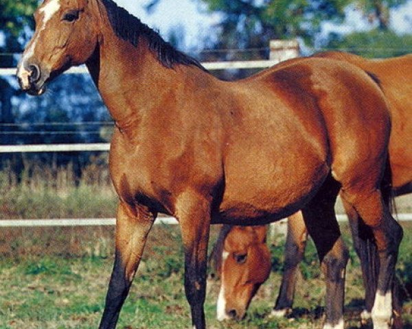 broodmare Away Pierreville (Selle Français, 1988, from Almé)