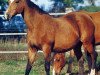 broodmare Away Pierreville (Selle Français, 1988, from Almé)
