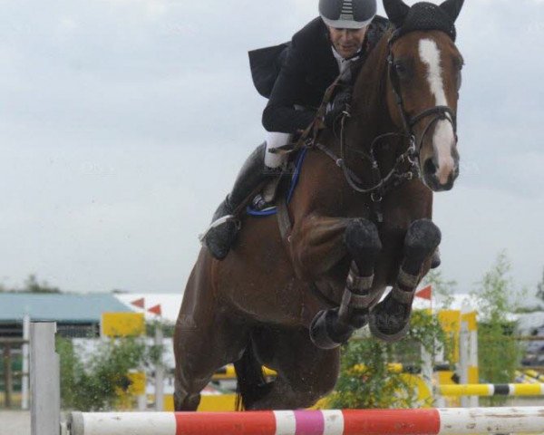 jumper Tzigane de Pascre (Selle Français, 2007, from Sable Rose)