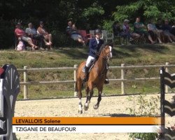 Zuchtstute Tzigane de Beaufour (Selle Français, 2007, von Lord Z)