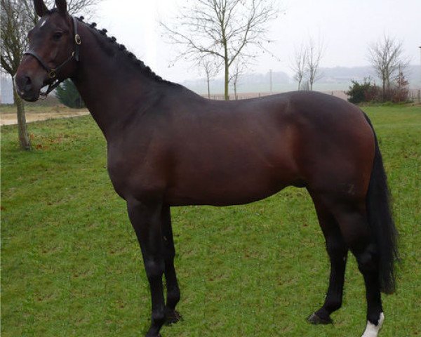 stallion Caleidos del Colle (Hanoverian, 1999, from Calido I)