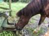 Deckhengst Bronko (Shetland Pony, 1990, von Bjoern)