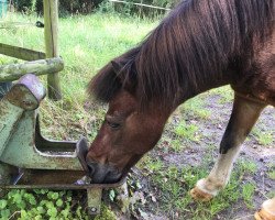 stallion Bronko (Shetland Pony, 1990, from Bjoern)