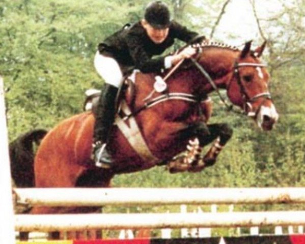 stallion Nantano (German Riding Pony, 1975, from Nante I)