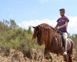 Pferd Alegre CH (Pura Raza Espanola (PRE), 2010)