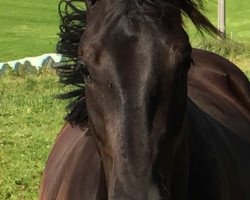 dressage horse Mercédès MS (German Sport Horse, 2014, from Bossanova 28)