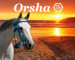 broodmare Orsha 2 (Shagya Arabian, 1997, from Bazar ShA)