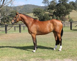 broodmare Valenzia I (Holsteiner, 2005, from Carinjo)