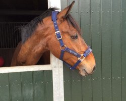 jumper Dante mi Amor (Hanoverian, 2005, from Don Laurie 143 FIN)