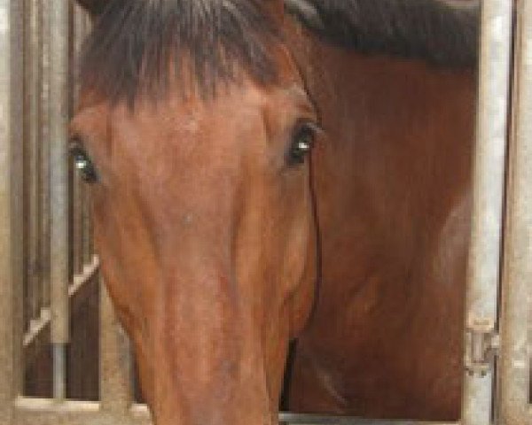 dressage horse Faivel (Westphalian, 2000, from Ferando)