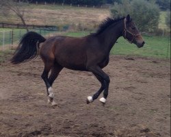 Zuchtstute Quintina (Belgisches Warmblut, 1993, von Codexco)