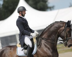 dressage horse Bellagio (Belgian Warmblood, 2001, from Don Renoir van de Helle)