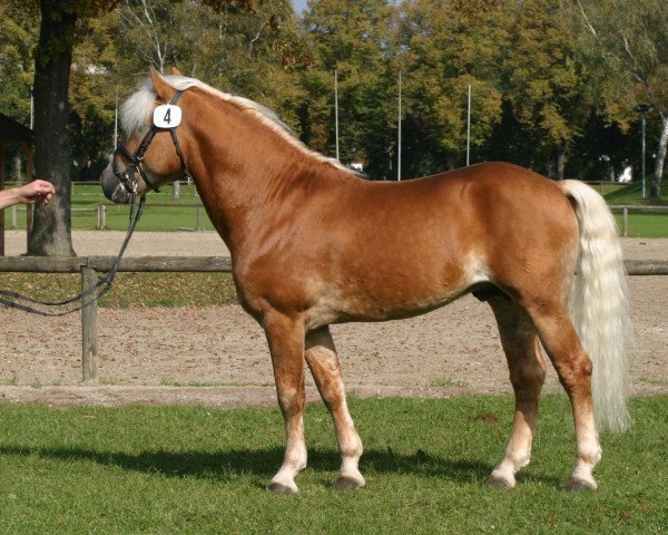 stallion Stüwer (Haflinger, 1997, from Stilist)