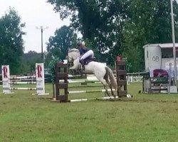 jumper Wirthsmühle Scotch (Connemara Pony, 2004, from Diamond Shamrock)