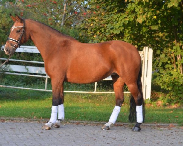 Pferd Alisa Bella (Deutsches Reitpony, 2003, von Donauwind)