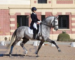 dressage horse Coroado (Lusitano, 2007, from Rubi)