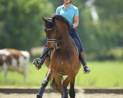 dressage horse Badari (KWPN (Royal Dutch Sporthorse), 2006, from Gribaldi)