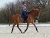 dressage horse Luis le Beau (Hanoverian, 2005, from Londonderry)