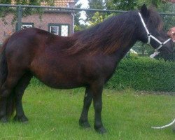 Zuchtstute Fannie van d'eul (Shetland Pony, 2012, von Ferdinand van Stal de Dwarsdijk)