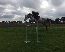 jumper Caballero de Pasion 2 (Hanoverian, 2009, from Charilan)