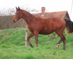 broodmare Up To Date Montceau (Selle Français, 2008, from New York)