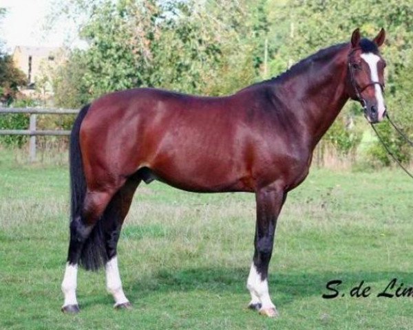 horse New York (KWPN (Royal Dutch Sporthorse), 1995, from Quidam de Revel)