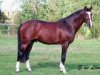 Pferd New York (Koninklijk Warmbloed Paardenstamboek Nederland (KWPN), 1995, von Quidam de Revel)