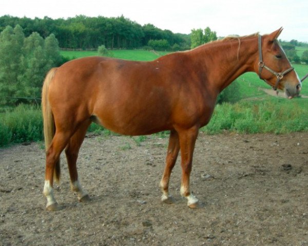 Zuchtstute Heliante D'Armont (Selle Français, 1995, von Cesar des Fontenis)