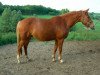 broodmare Heliante D'Armont (Selle Français, 1995, from Cesar des Fontenis)