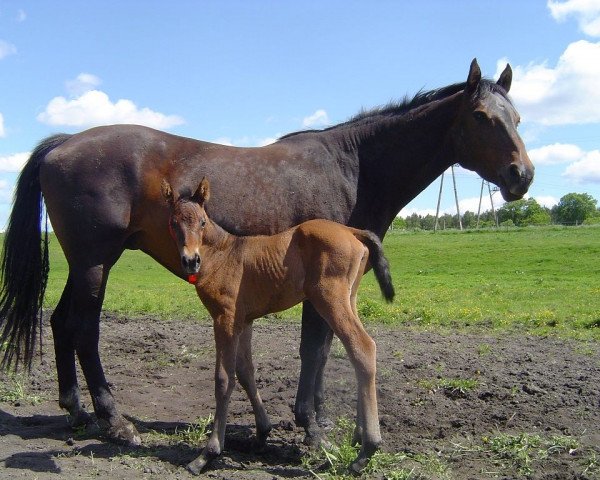 horse Coca (Westphalian, 2015, from Almanzor L)