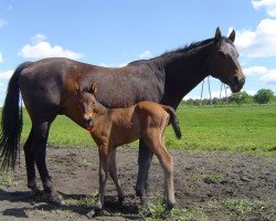 horse Coca (Westphalian, 2015, from Almanzor L)